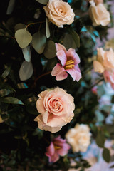 Pink Roses