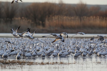 Snow geese  Bosque Del Apache National Wildlife Refuge, New Mexico USA