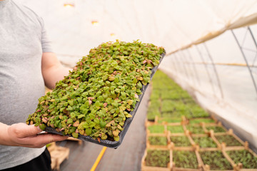 Melissa plant farming inside greenhouse, farmer holding crate with Melissa 