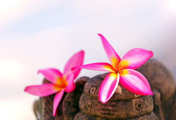 pink frangipani flowers on rocks