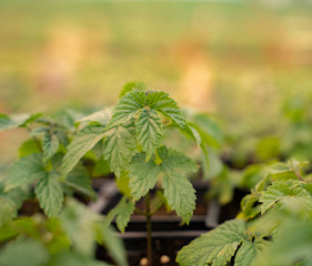 Hops seedling closeup shot, hops farming 