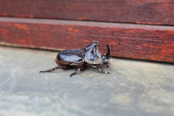 Rhinoceros beetle