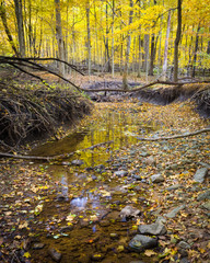 Obraz na płótnie Canvas A shallow stream flows quietly through a golden autumn forest.