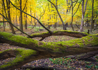 Obraz premium Moss-covered logs add their shades of green to the golden glow of an autumn woods.