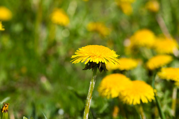 real wild yellow beautiful dandelions