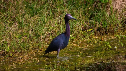 Wild Heron In Lake