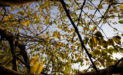 green foliage on the trees in early autumn