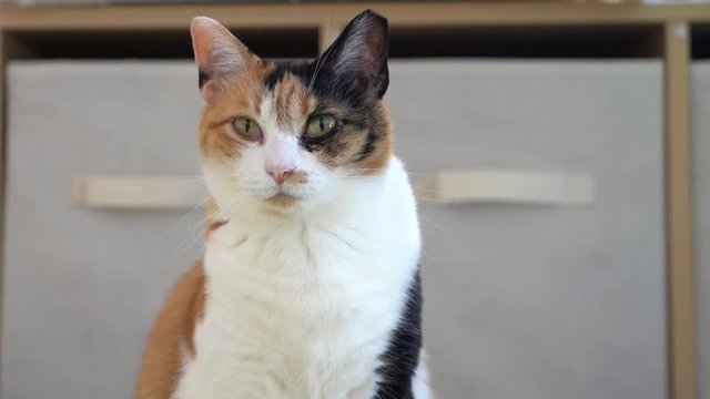 cute cat