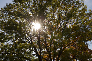 autumn nature