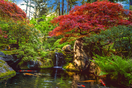  zen pool reflection glowing from the sunlight surrounded by ferns and maple trees in a Japanese garden in Portland, Oregon, USA.