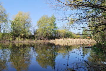Forest pond
