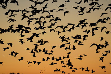 Snow geese  Bosque Del Apache National Wildlife Refuge, New Mexico USA