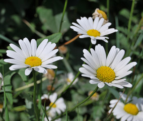 Obraz premium Chamomile