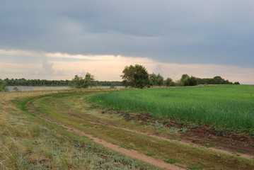 Obraz premium Evening in the field