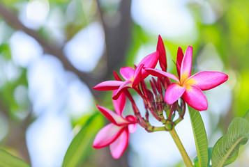 pink frangipani flowers blurred background