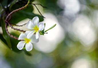 close up of white frangipani flowers on blurred background garden