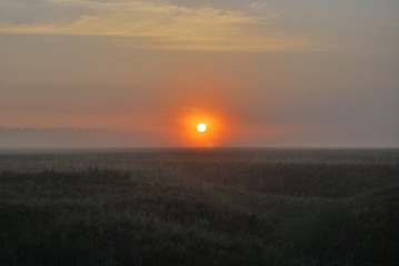 Morning in the field