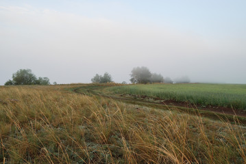 Fototapeta premium Morning in the field