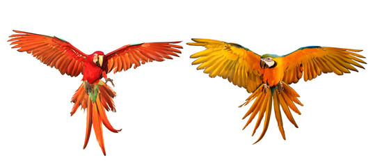 Colorful macaw parrots isolated on white.