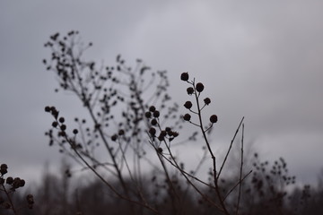 berries