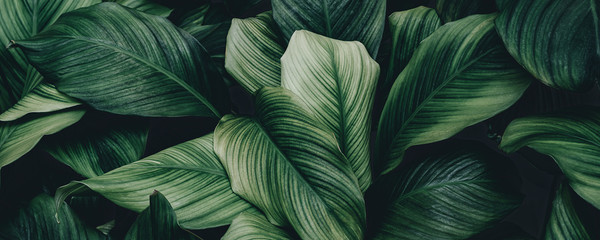 The background image that is green, the colors of the autumn leaves are perfect, suitable for seasonal use.