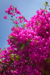 Obraz na płótnie Canvas colorful flowers at cancun mexico