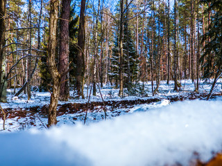 Zimowy leśny krajobraz