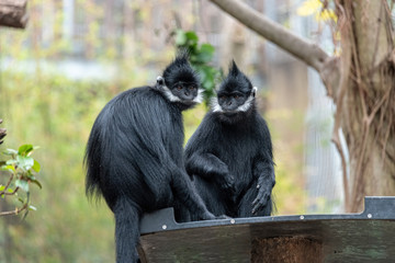 capped langur (Trachypithecus pileatus) monkeys sitting on a wood perch in a tree