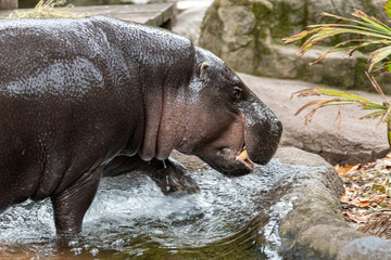 baby hippopotamus walking out of the water