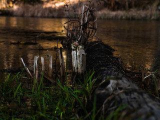 Uschnięta roślina przy zwalonym drzewie na rzece