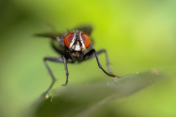 Naklejka premium Extreme close up shot of Fly on a plant