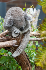 a koala bear resting it head on his hands sleeping