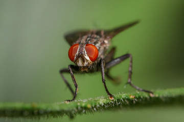 Extreme close up shot of Fly on a plant
