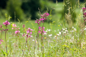 flowering small grass