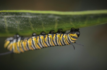 Monarch Butterfly Caterpillar On Milkweed
