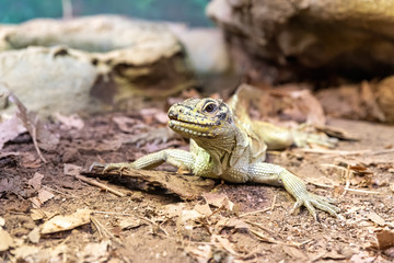a yellow sailfin lizard in an australian zoo