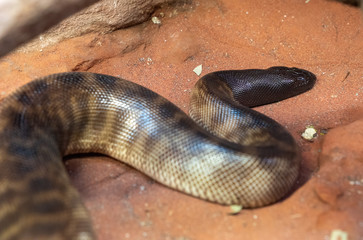black-headed python (Aspidites melanocephalus) resting under the hot sun