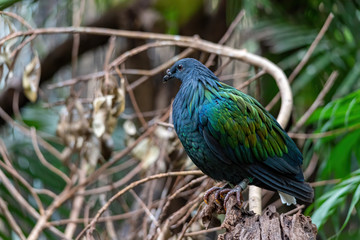 Nicobar pigeon (Caloenas nicobarica, Car: ma-kūö-kö) looking for food on a branch