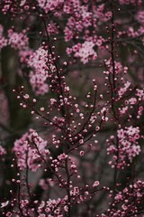 Cherry blossom blooming, selective focus