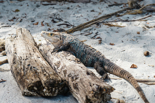 Black iguana on top of a trunk at Manuel Antonio beach