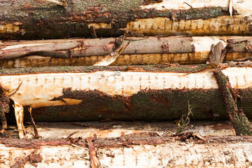tree trunks