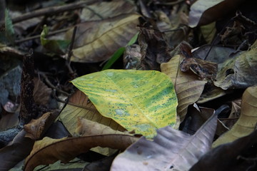 Costa Rica Lanscape & Close-Up