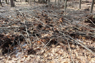 pile of logs