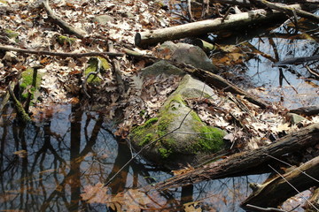 tree in the forest