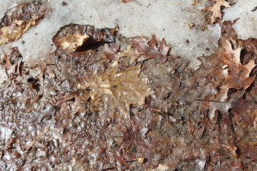 ants in a anthill