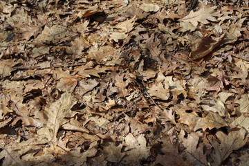 texture of dry leaves