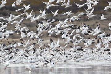 Snow geese  Bosque Del Apache National Wildlife Refuge, New Mexico USA