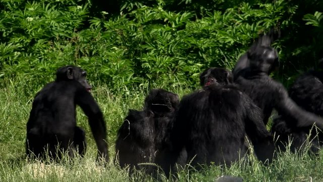 Chimp in grass playing in sunshine UK 4K