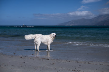 A big white cheerful Kuvasz dog in the sea, looking at the camera, with  mountains in the background