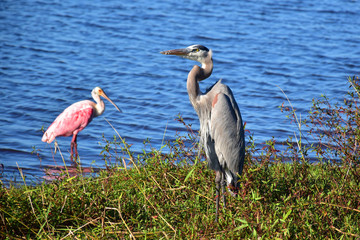 A Great Blue Heron and a Spoonbill share the lake shore but keep their distance.